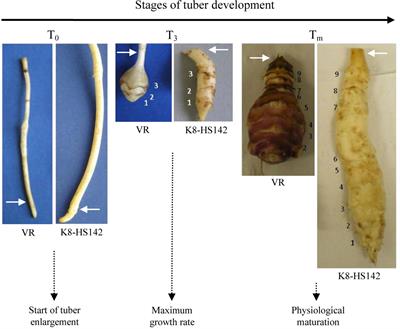 larva de boca